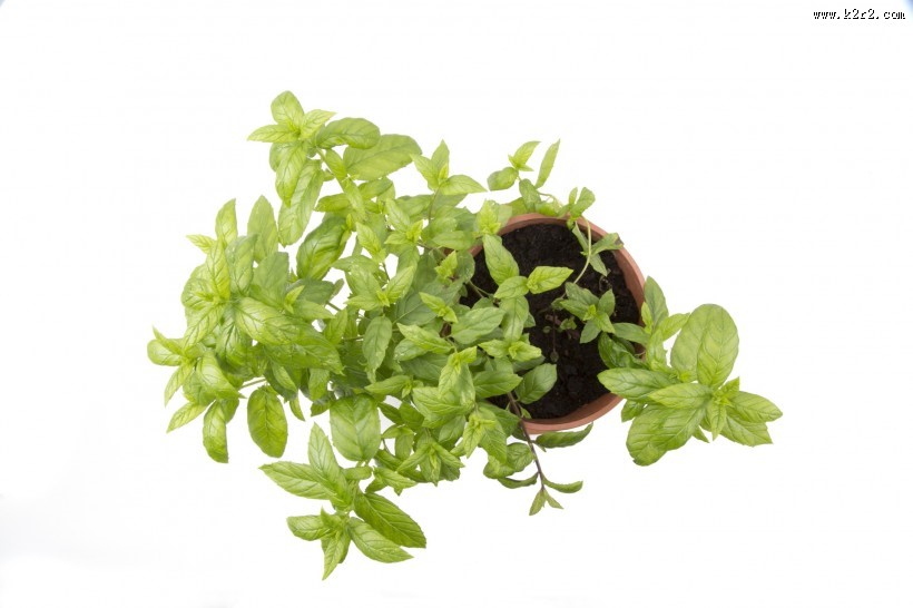 绿色的薄荷图片
