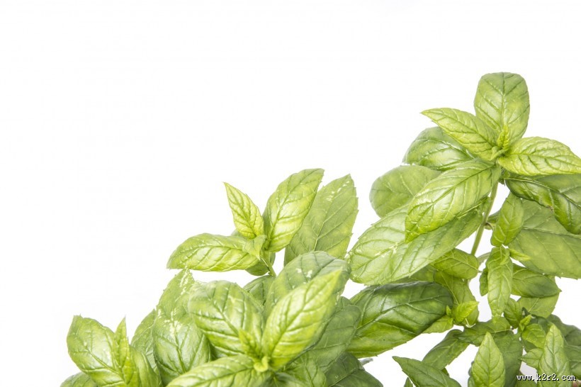 绿色的薄荷图片