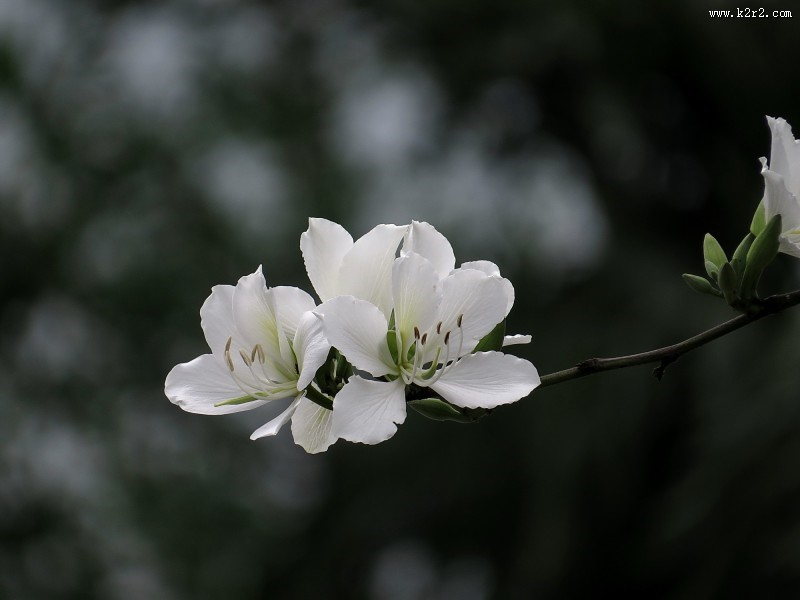 唯美白色紫荆花图片大全