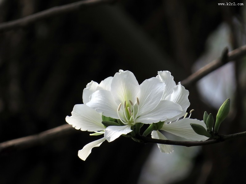 唯美白色紫荆花图片大全