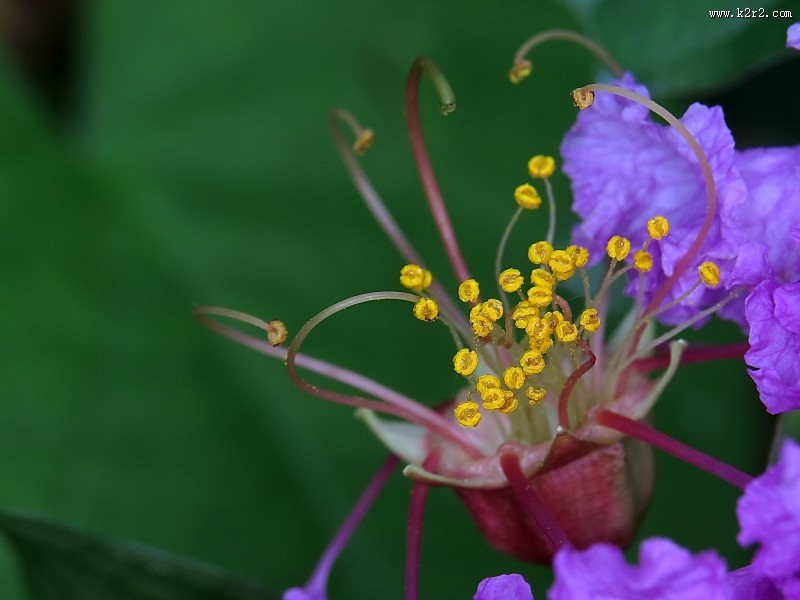 紫薇花蕊微距图片
