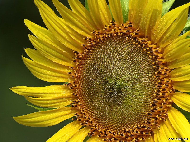 金黄色的向日葵图片