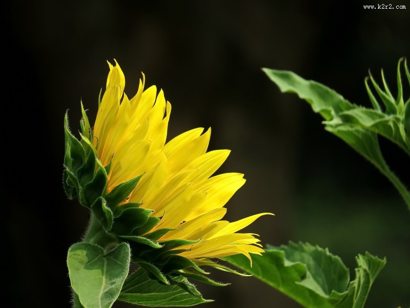 金黄色的向日葵图片