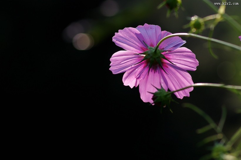 唯美粉色和白色波斯菊图片