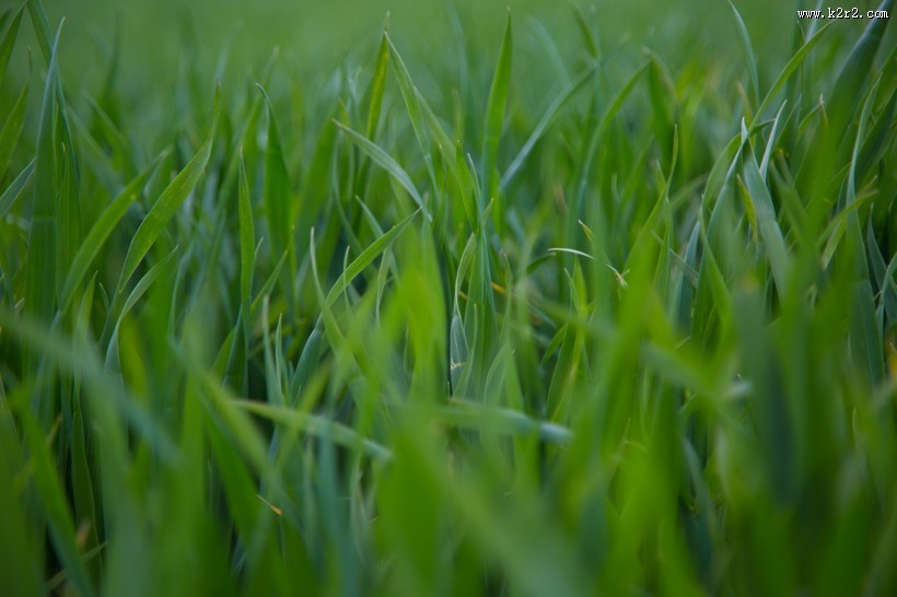 青草图片