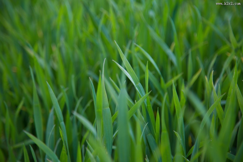 青草图片