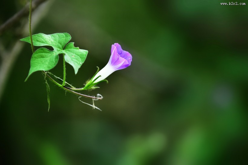 牵牛花图片大全