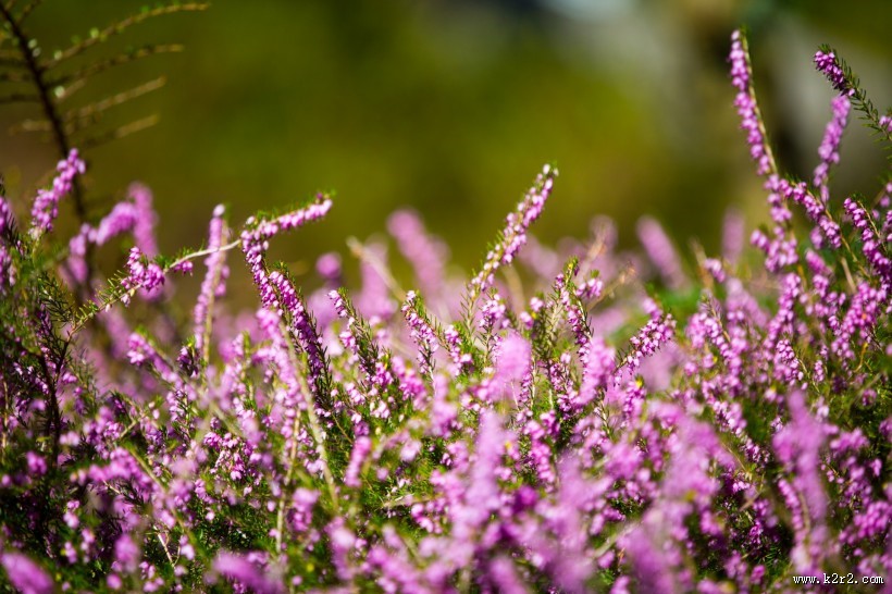 紫色石楠花图片