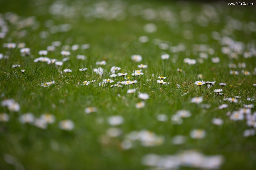 草地上的雏菊图片大全
