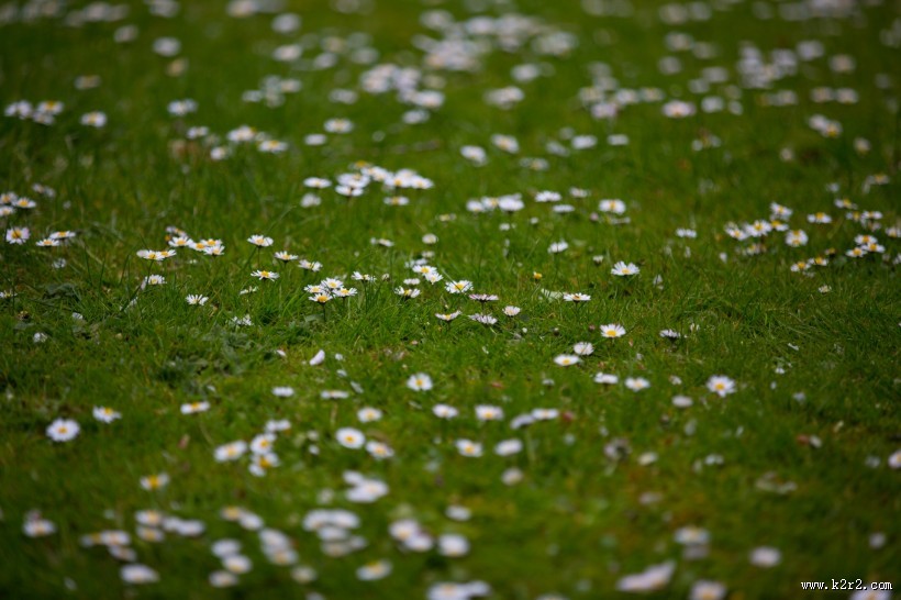 草地上的雏菊图片大全