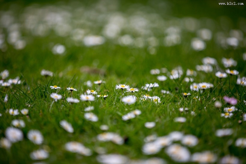 草地上的雏菊图片大全