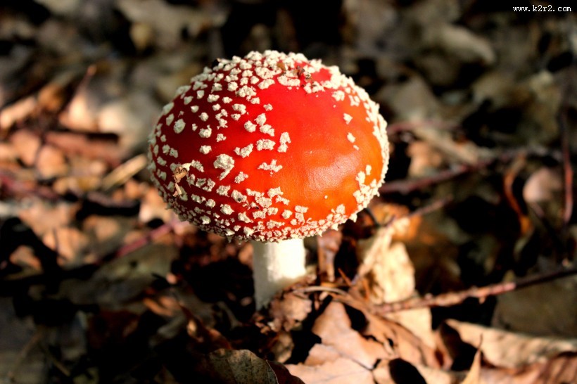 红白斑点的毒蝇伞图片