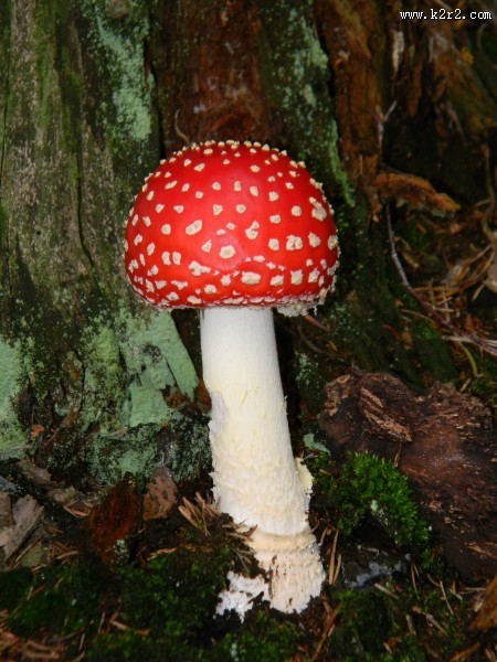 红白斑点的毒蝇伞图片