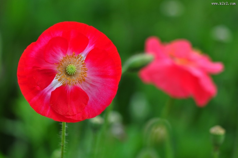 虞美人图片大全