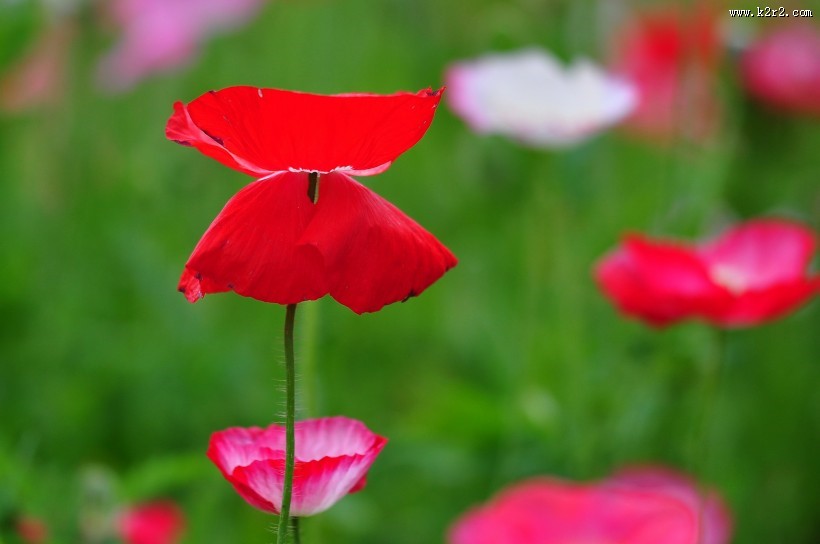 虞美人图片大全