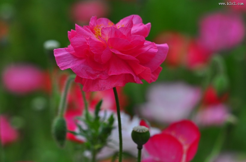 虞美人图片大全