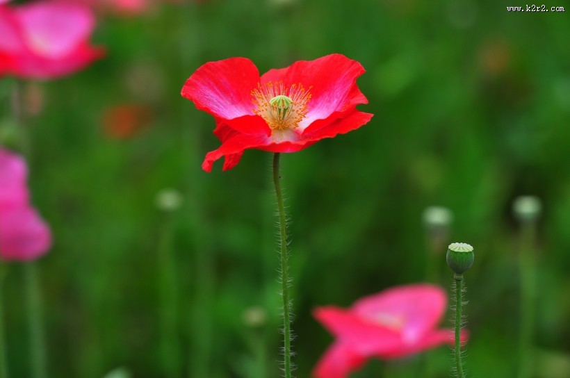虞美人图片大全
