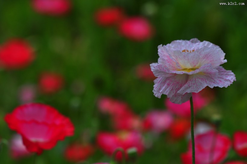 虞美人图片大全