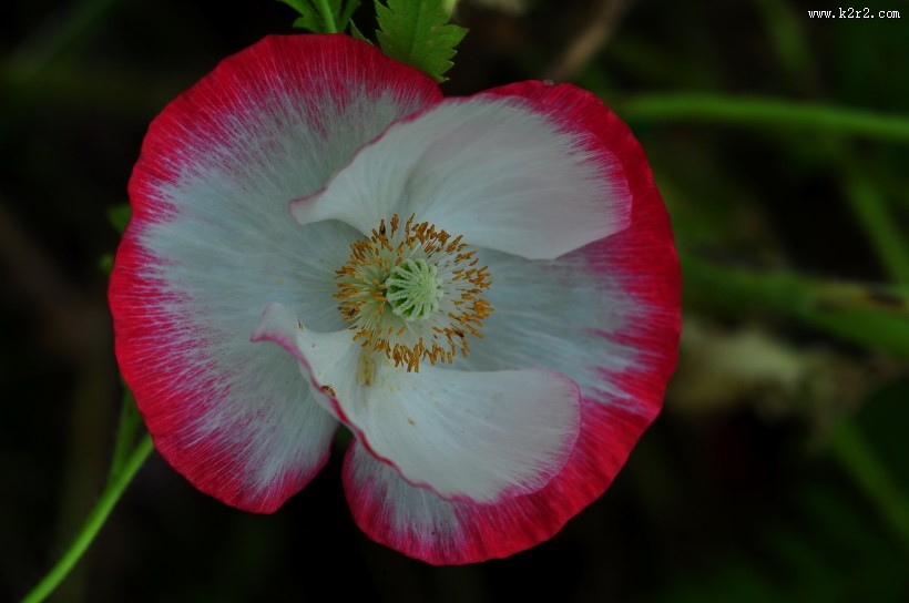 虞美人图片大全