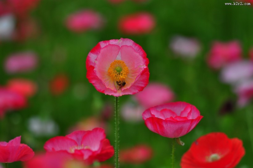 虞美人图片大全