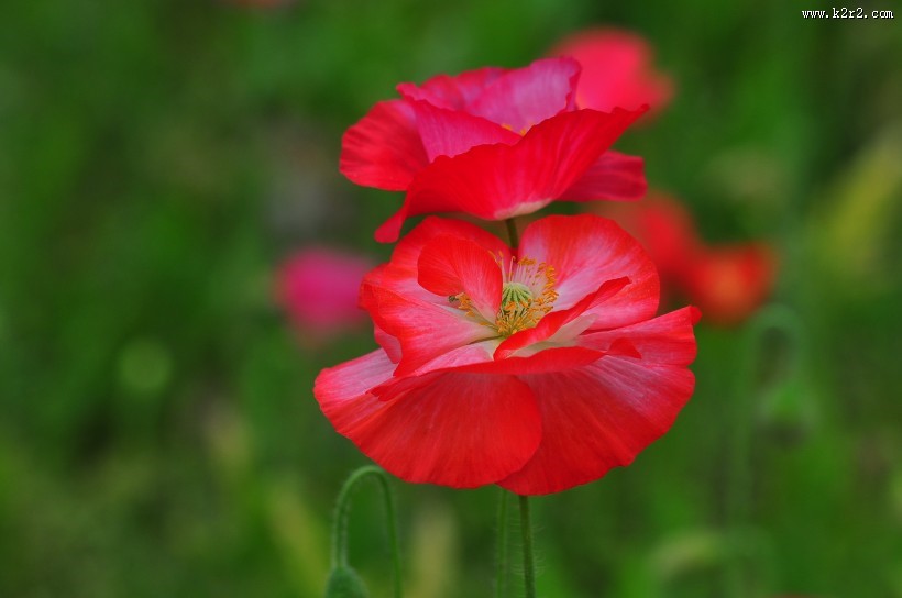 虞美人图片大全