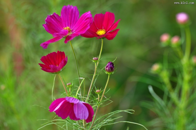 格桑花图片大全
