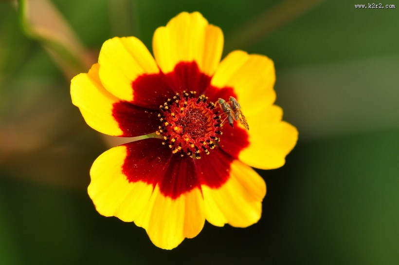 格桑花图片大全