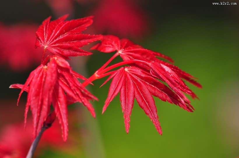 红色枫叶图片