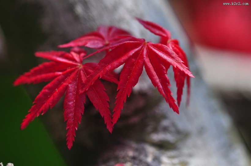 红色枫叶图片