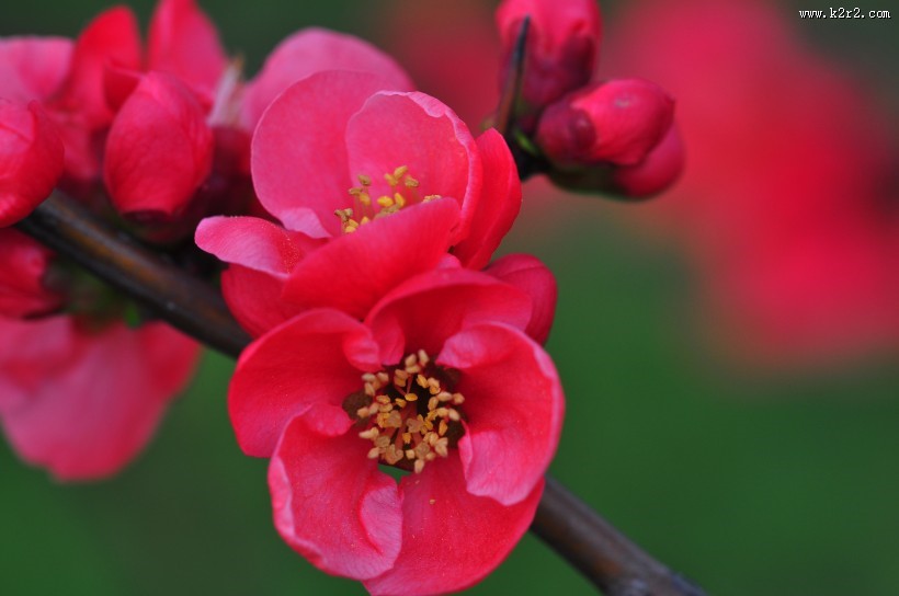 贴梗海棠图片大全