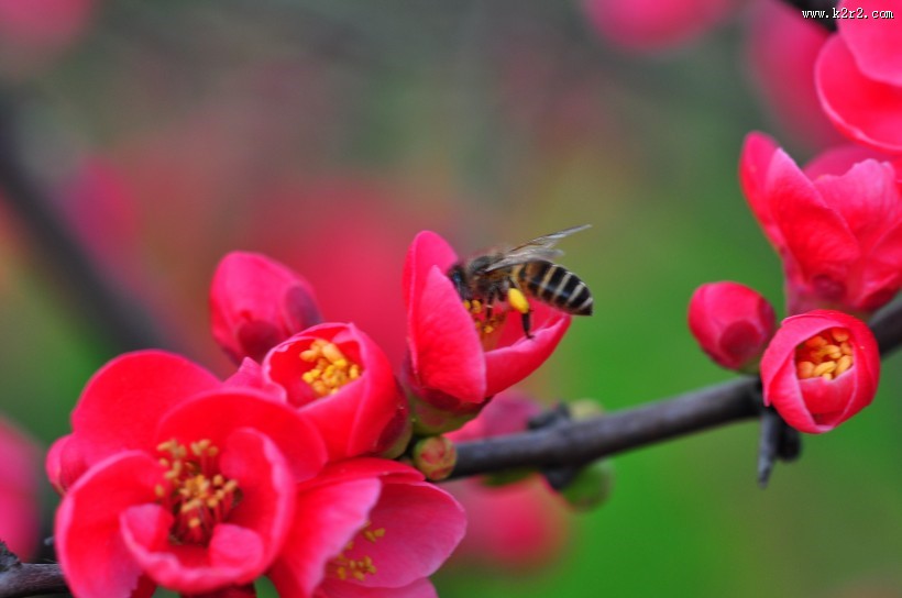 贴梗海棠图片大全