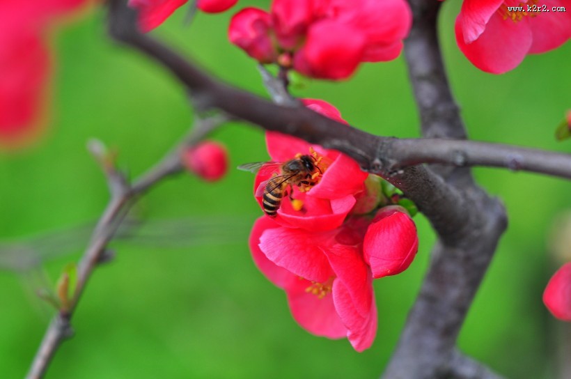 贴梗海棠图片大全
