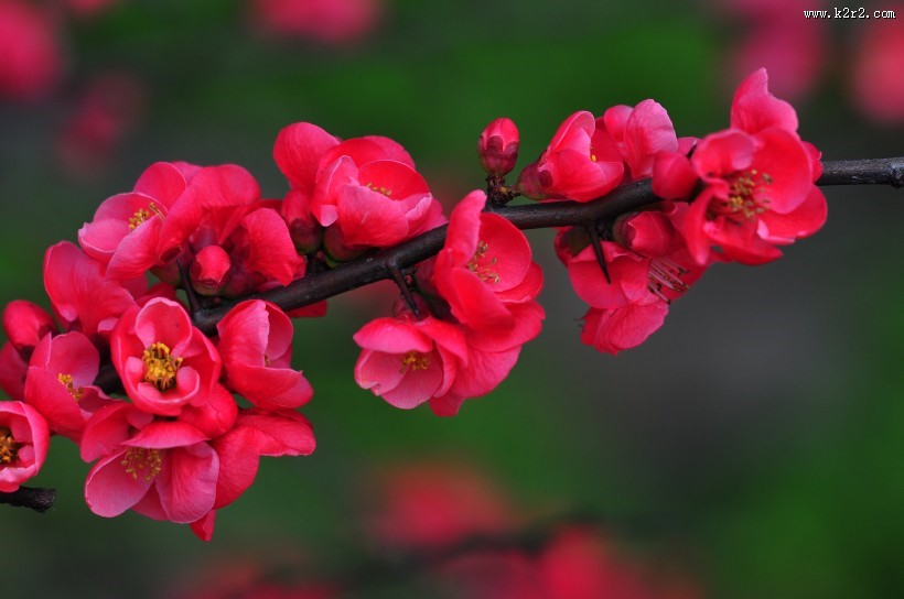 贴梗海棠图片大全