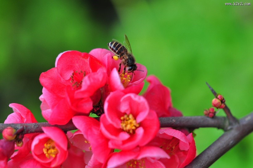 贴梗海棠图片大全