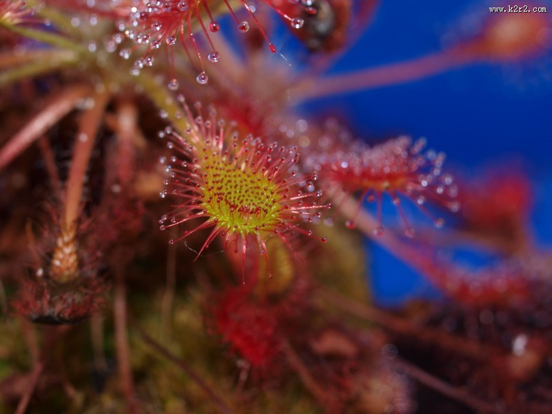 食虫的茅膏菜图片