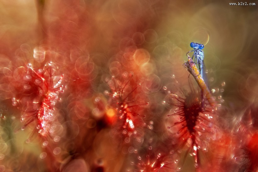 食虫的茅膏菜图片