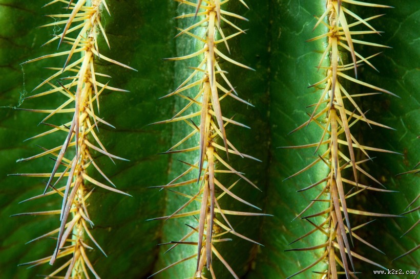 生命力顽强的仙人掌图片