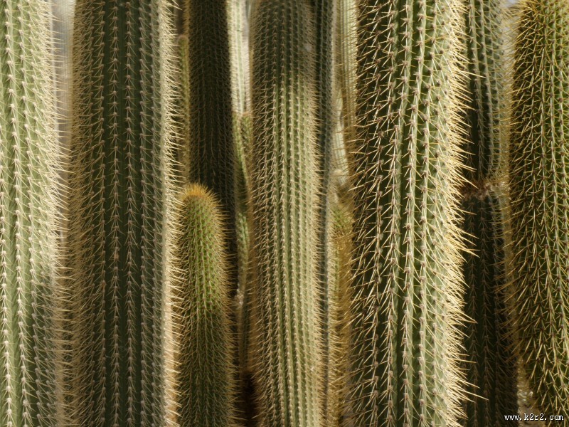 生命力顽强的仙人掌图片