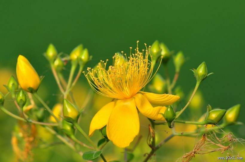 金丝桃图片大全