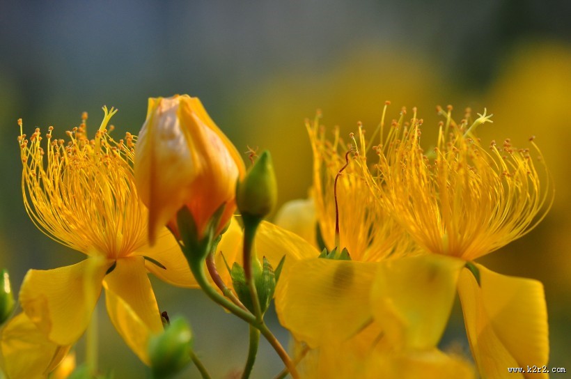 金丝桃图片大全