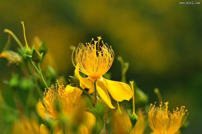 金丝桃图片大全