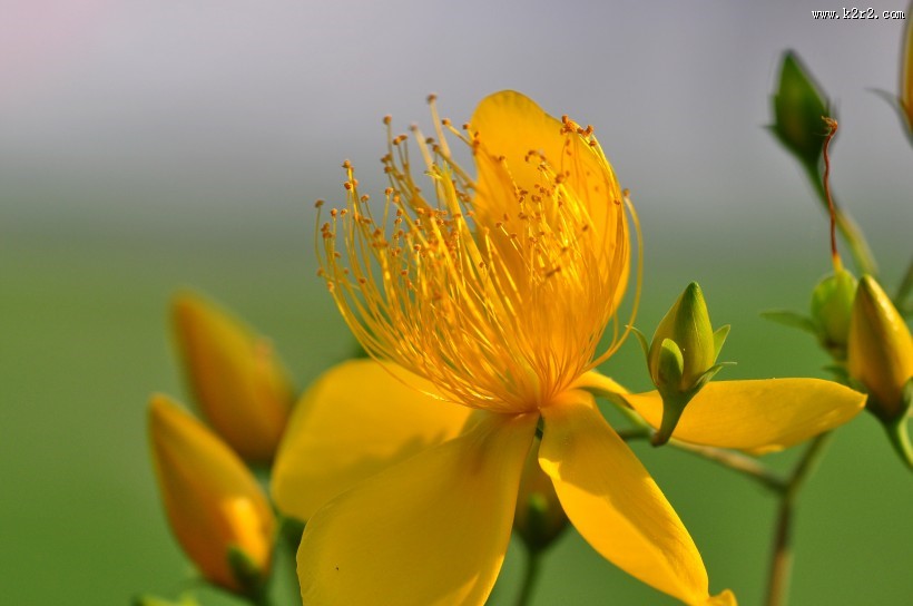 金丝桃图片大全