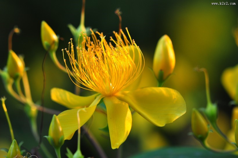 金丝桃图片大全