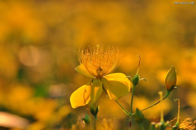 金丝桃图片大全