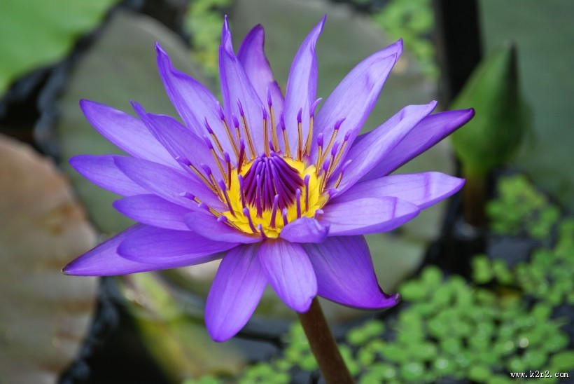 独特的睡火莲图片