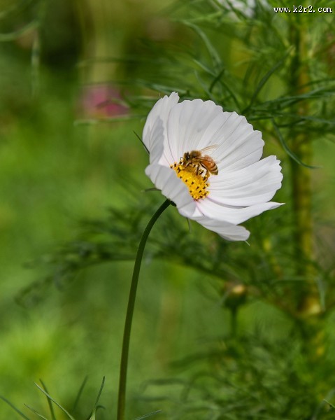 格桑花图片大全