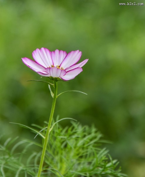 格桑花图片大全