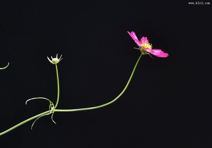 格桑花图片大全