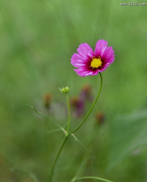 格桑花图片大全