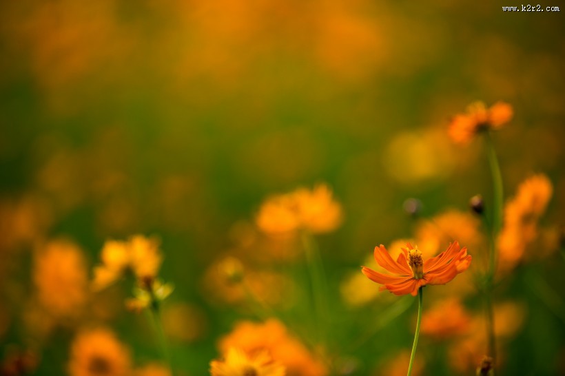 波斯菊图片大全